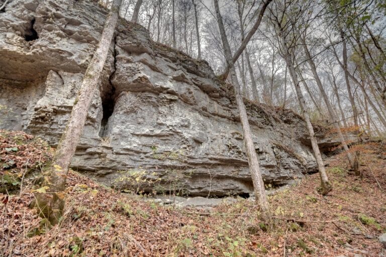 50 Verified Locations To Find Alabama Fossils In 2025