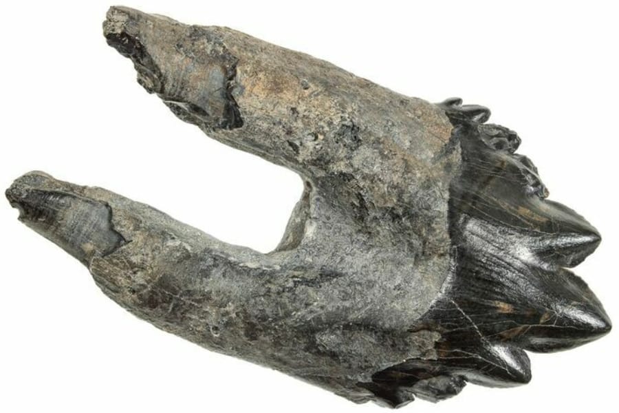 Close-up look at a black molar of Basilosaurus