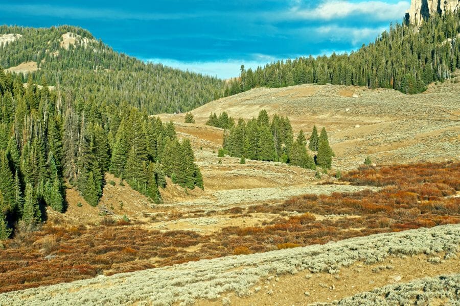 slopes and trees of the Big Horn Mountains in Wyoming