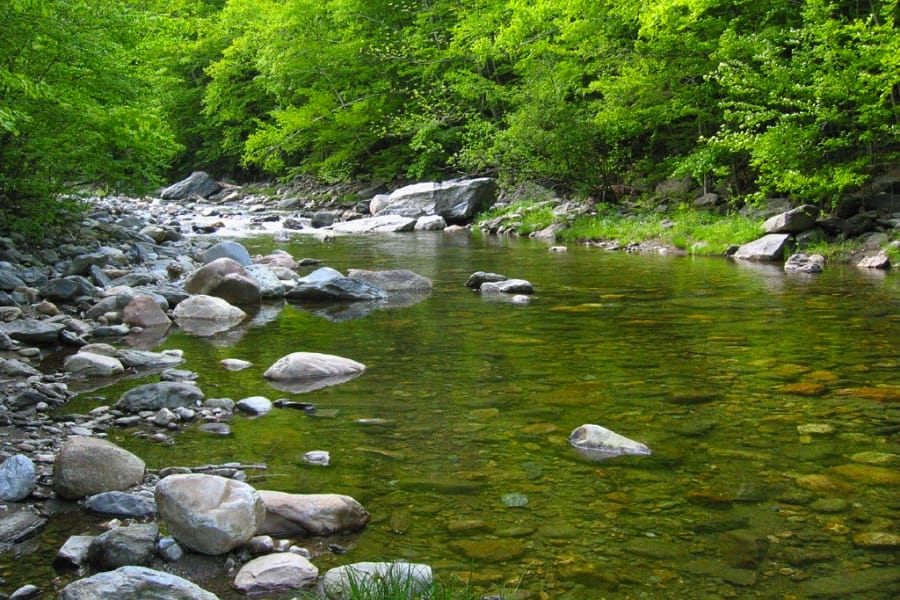 Lush green trees and rocks surrounding the Cold River