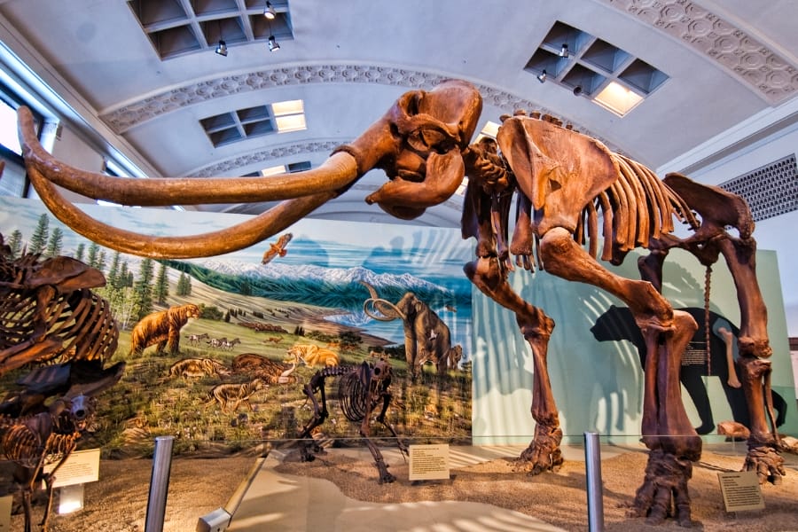 Assembled full-body fossils of Columbian Mammoth