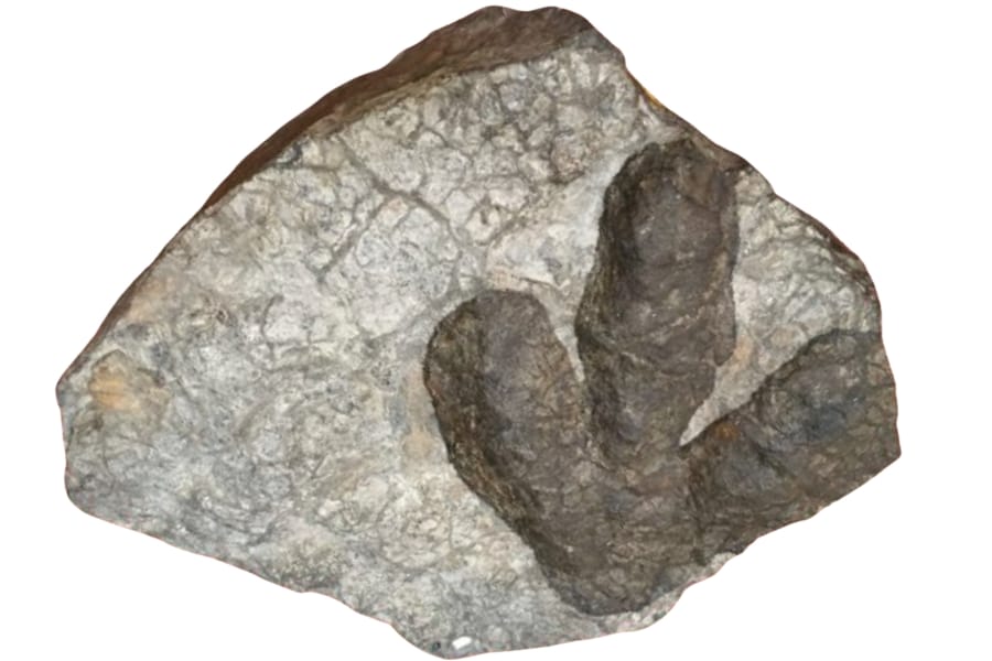 A fossilized track of a Eubrontes Giganteus
