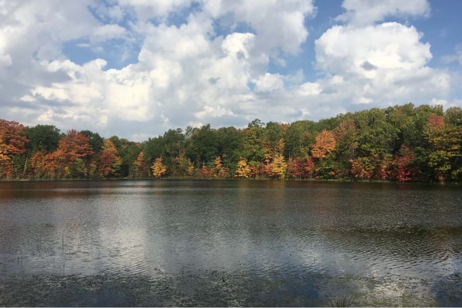 A beautiful scenery at Cook Lake with vibrant lush trees and calm lake