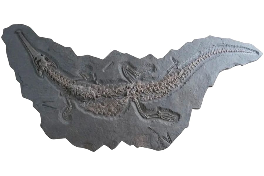 An almost complete fossil of a Jurassic crocodile
