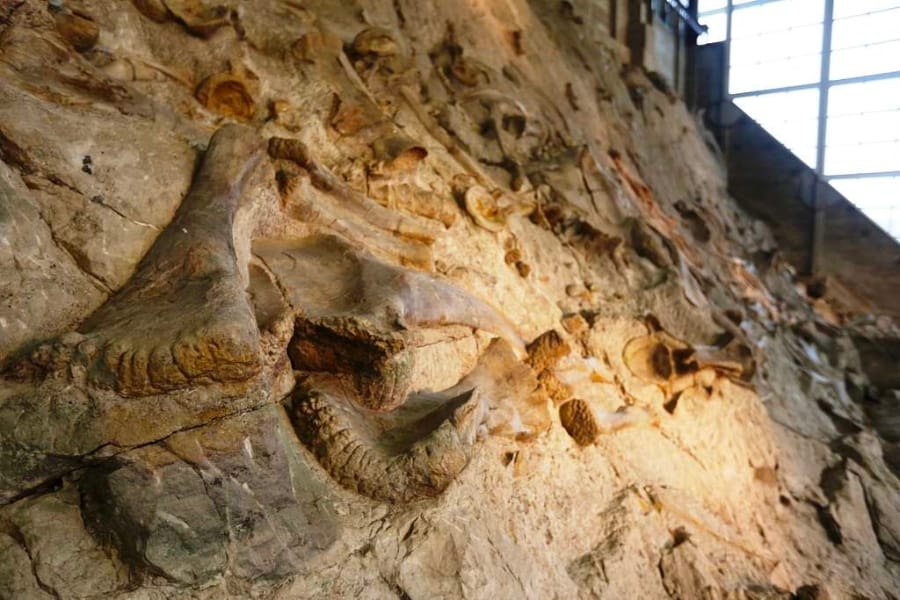 Upper east section of the Wall of Bones at the Dinosaur National Monument