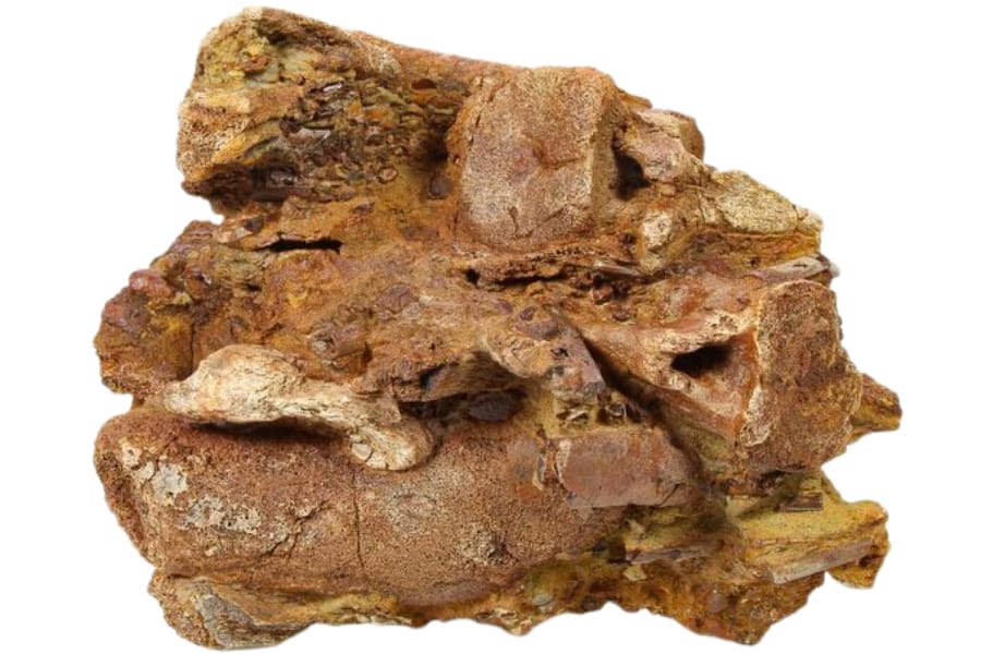 A 7.3" wide piece of sandstone that contains a mixture of ossified tendons and dinosaur bones