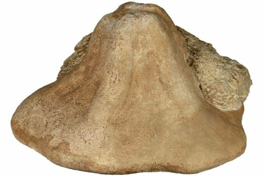 A giant, 7.7" wide fossil echinoid of the genus Clypeaster