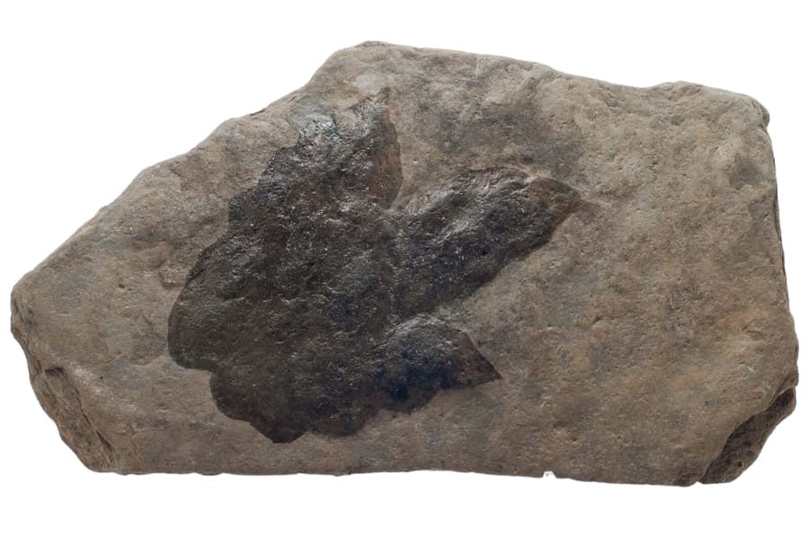 A huge rock with a fossilized Eubrontes Giganteus footprint
