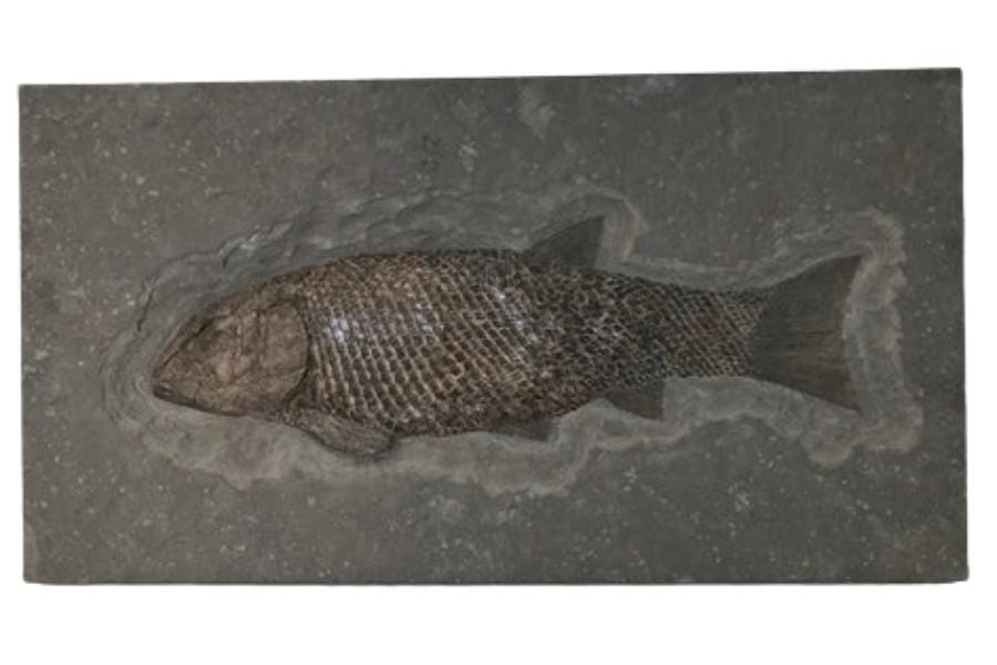 A perfect whole fish fossil on a stone