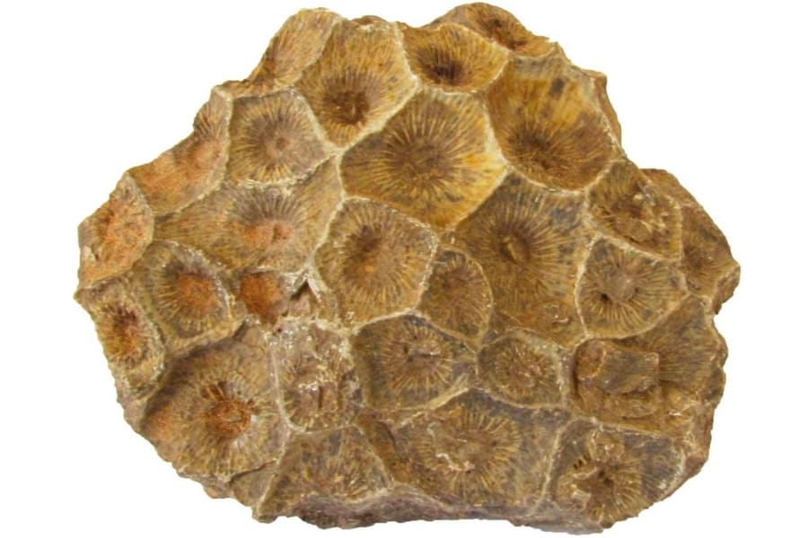 A piece of coral fossil with clear details