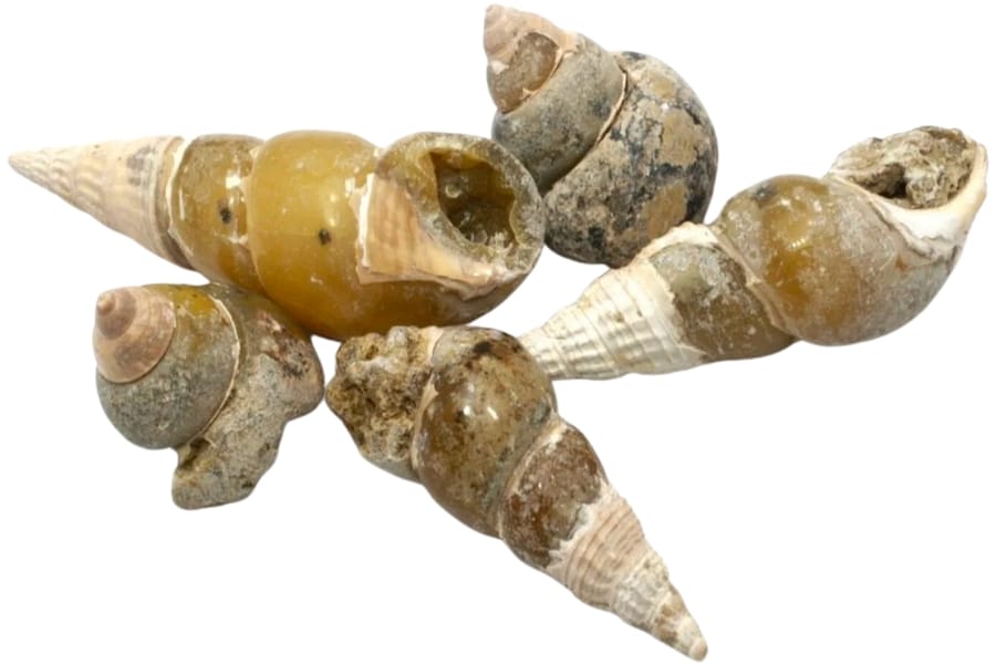 Five pieces of gastropod fossils in different sizes and lengths
