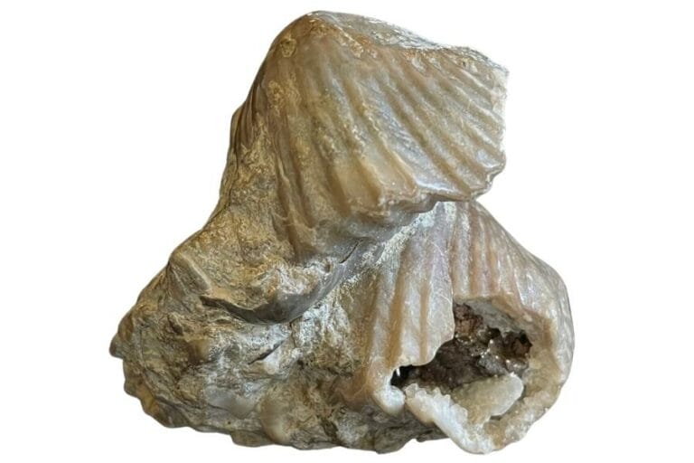 26 Top Locations To Find Kentucky Fossils In 2024 (Legit)