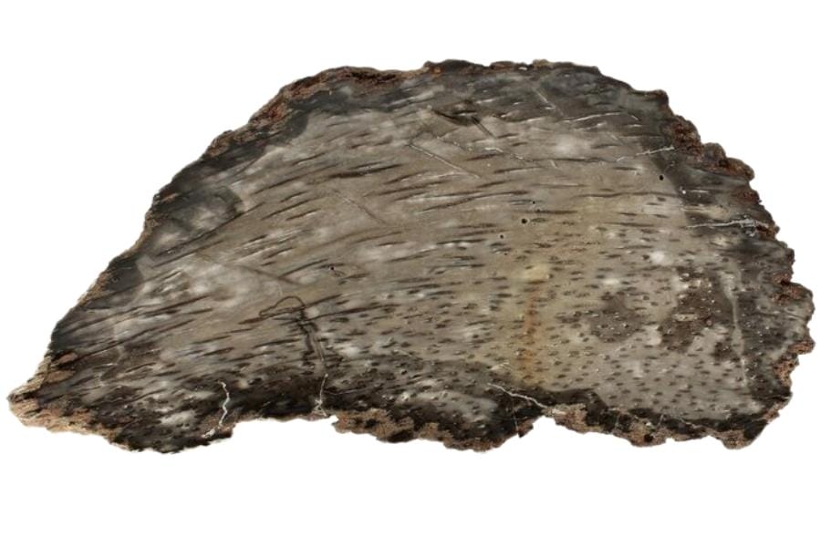 An ancient petrified wood specimen