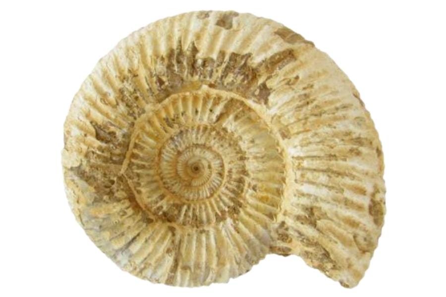 A gorgeous marine shell fossil