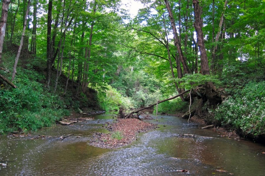 A shallow creek surrounded by lush forest located at Muskingum County
