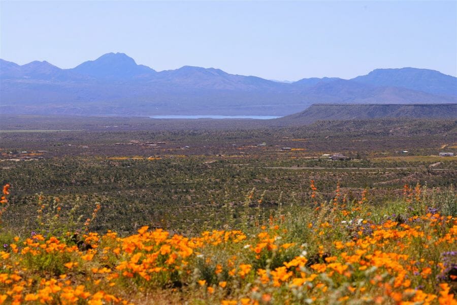 field with orange and purple flowers and mountains in the background