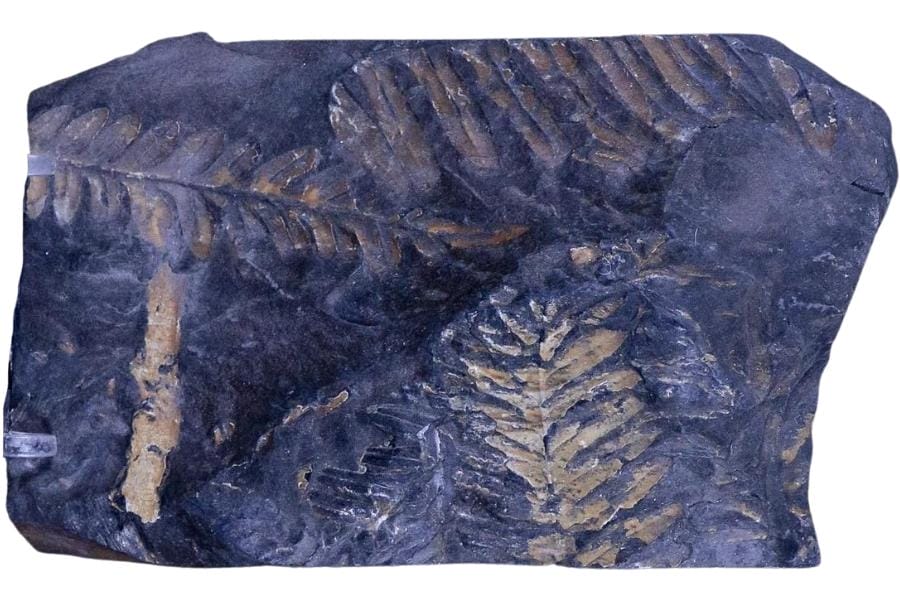 A huge block of a fern fossil 