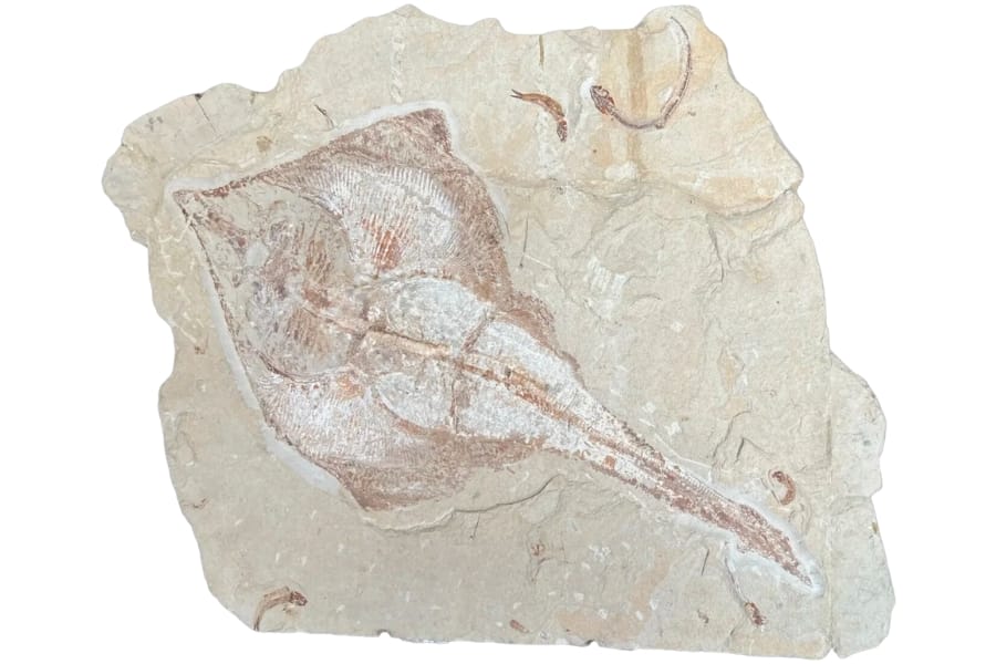 A ray trace fossil