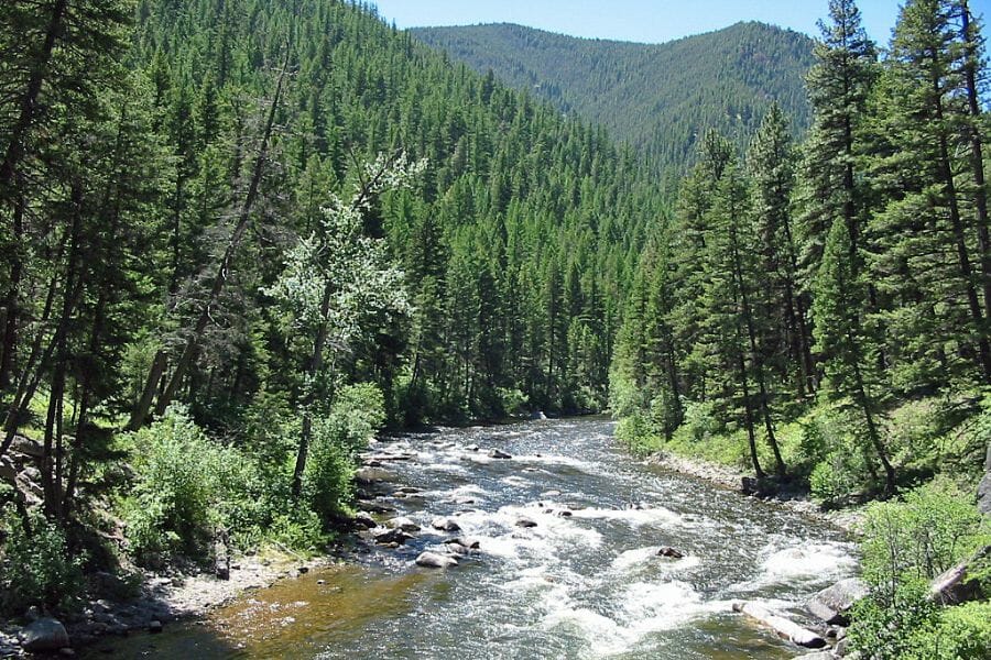 white waters of Rock Creek in Montana, flanked by green trees