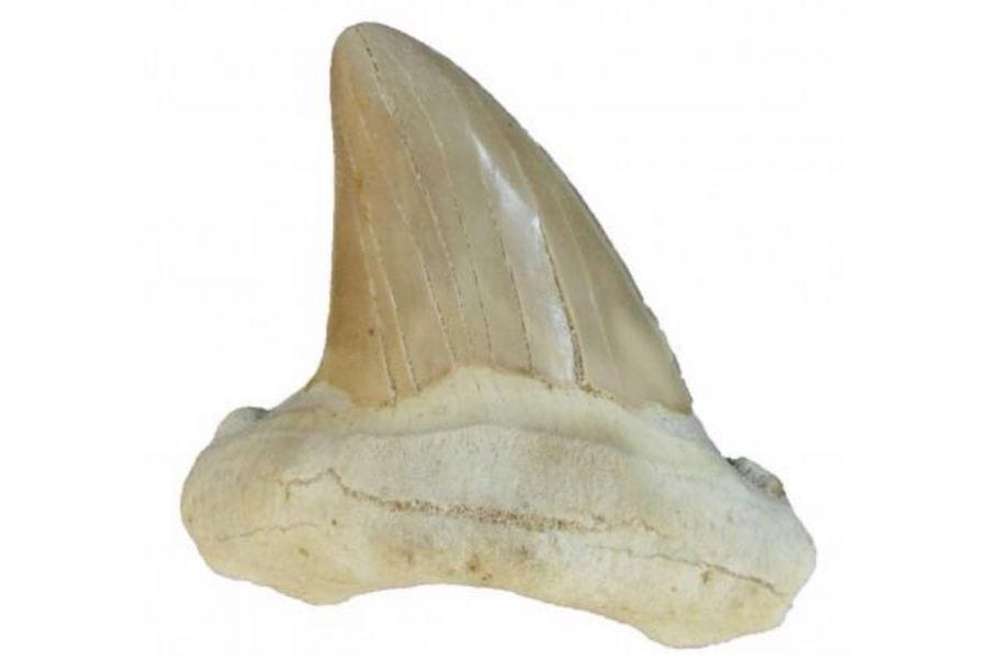 A huge white shark teeth fossil with some lines on its surface