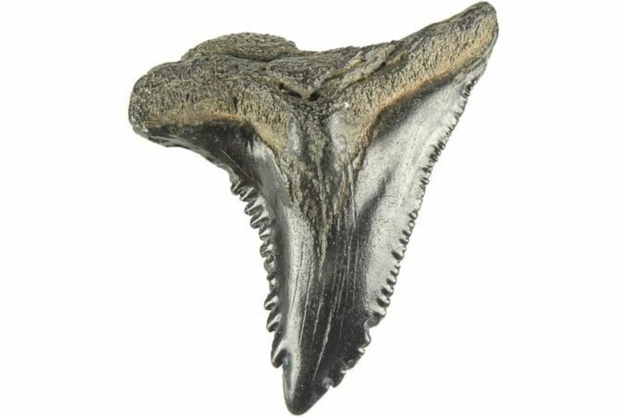 A Snaggletooth Shark teeth fossil from South Carolina