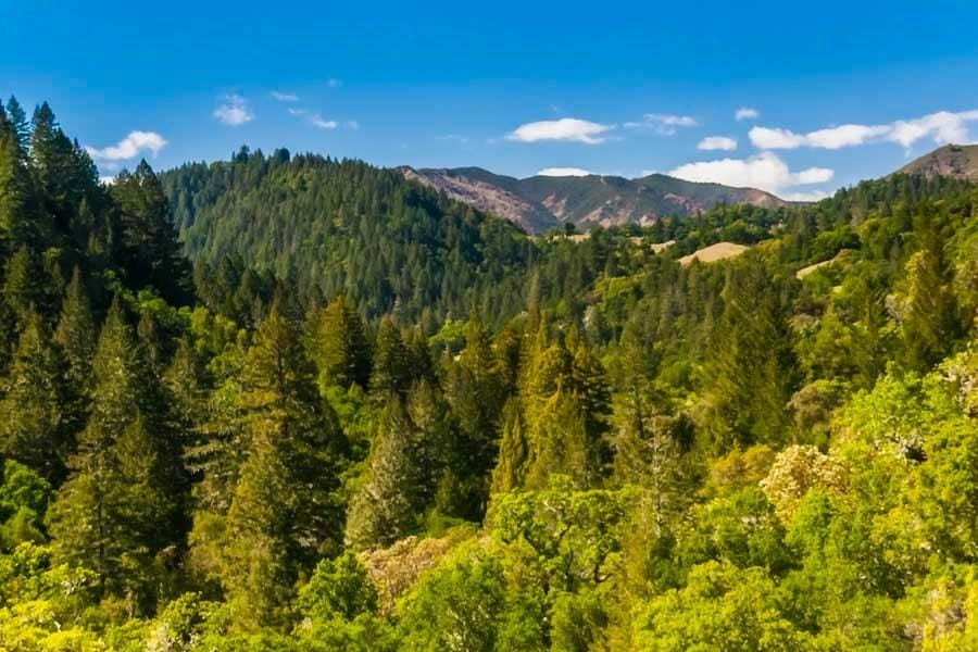 Aerial view of a thick forest at a park in Sonoma County, where the Socrates Mine is