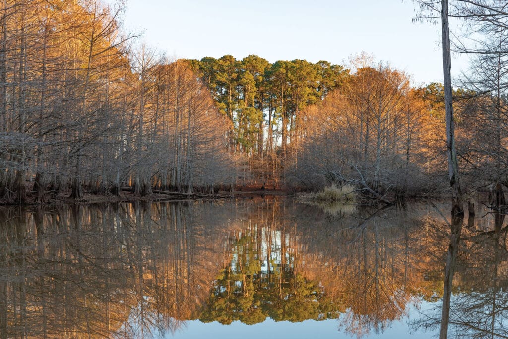 A breathtaking scene where trees mirror on the lake 