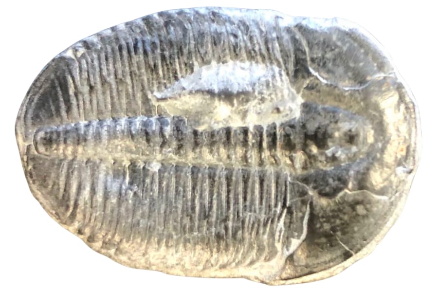 An Elrathia kingii trilobite fossil showing intricate details