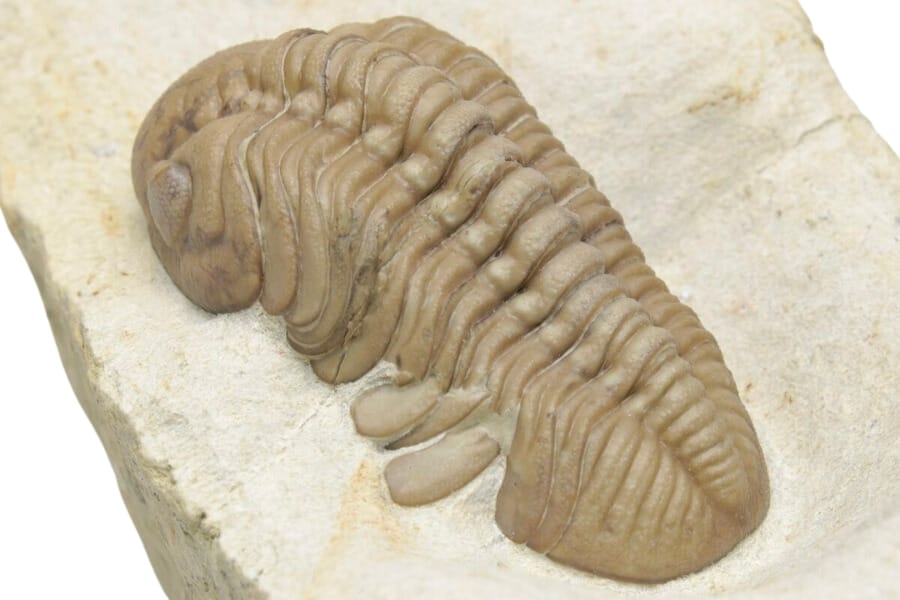A Lochovella (Reedops) deckeri trilobite from Oklahoma