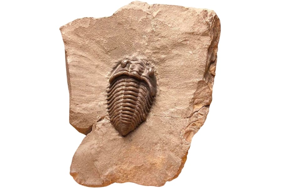 Pseudocybele lemurei trilobite fossil that was found n the Ordovician deposits of Millard county, Utah