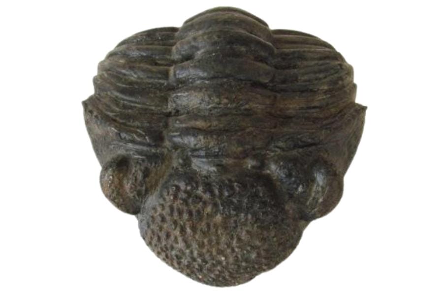 A huge but still intact and sturdy trilobite fossil 