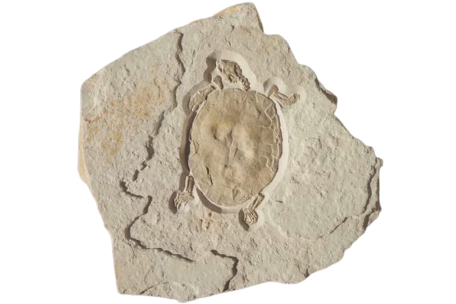 A rare turtle fossil
