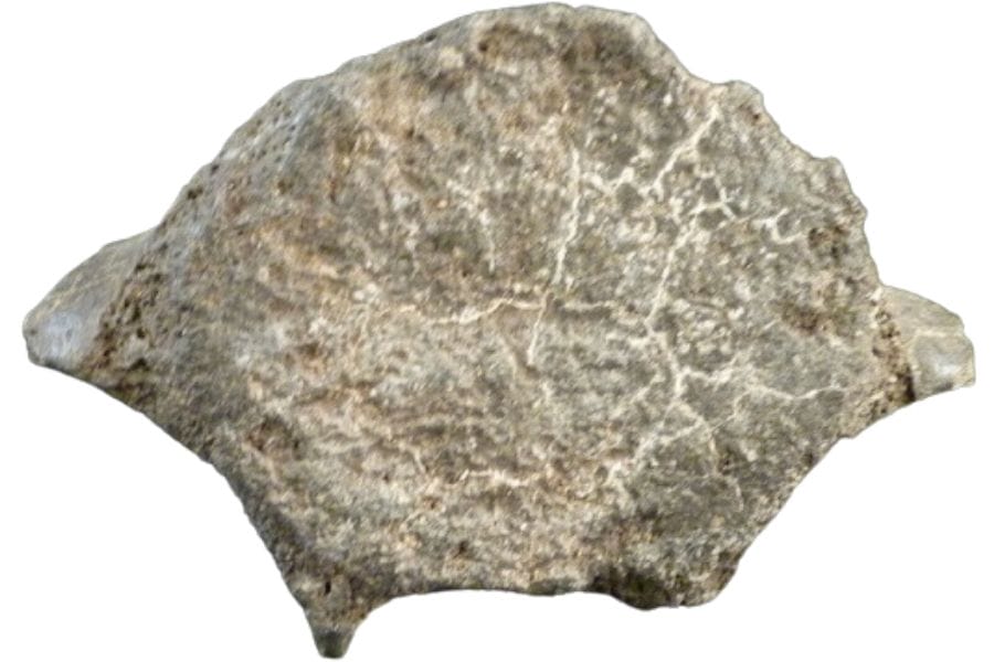 A piece of a prehistoric whale vertebrate