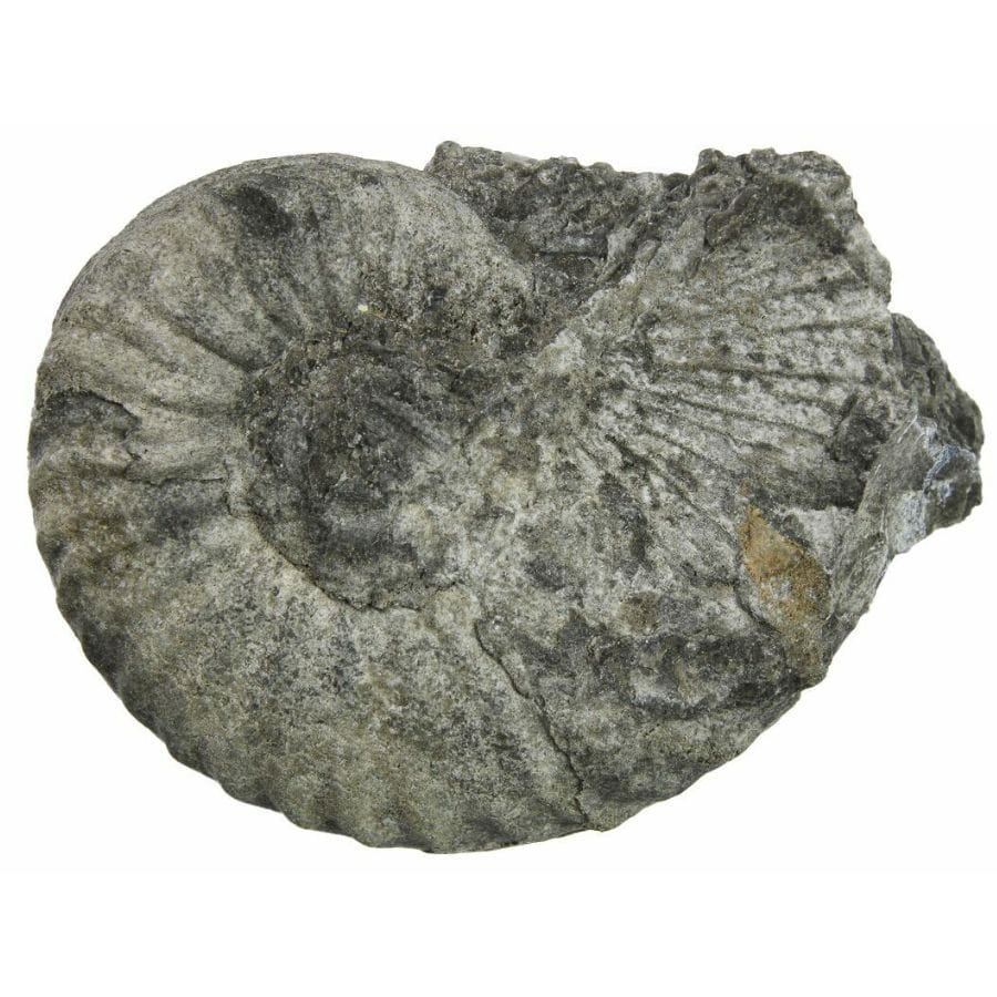gray ammonite fossil with visible ridges