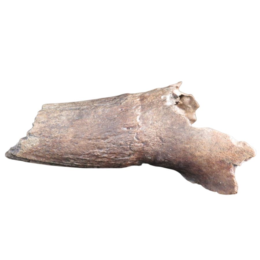 broken fragment of a bison horn