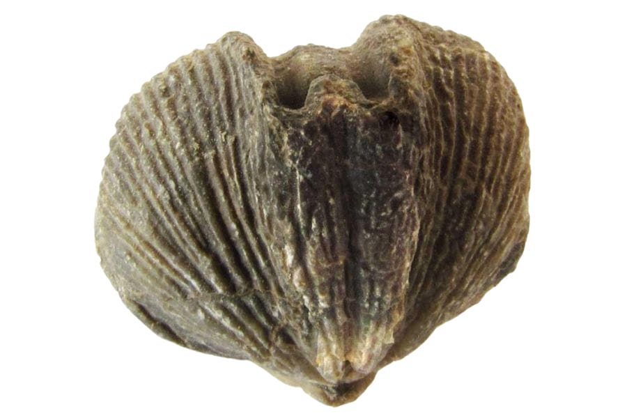 brachiopod fossils with detailed ridges