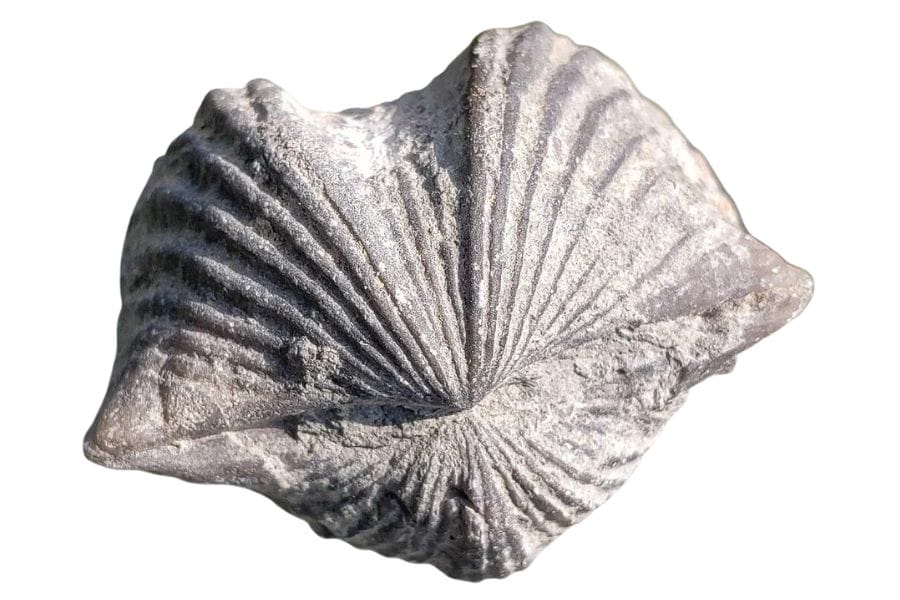 gray brachiopod fossil with visible ridges