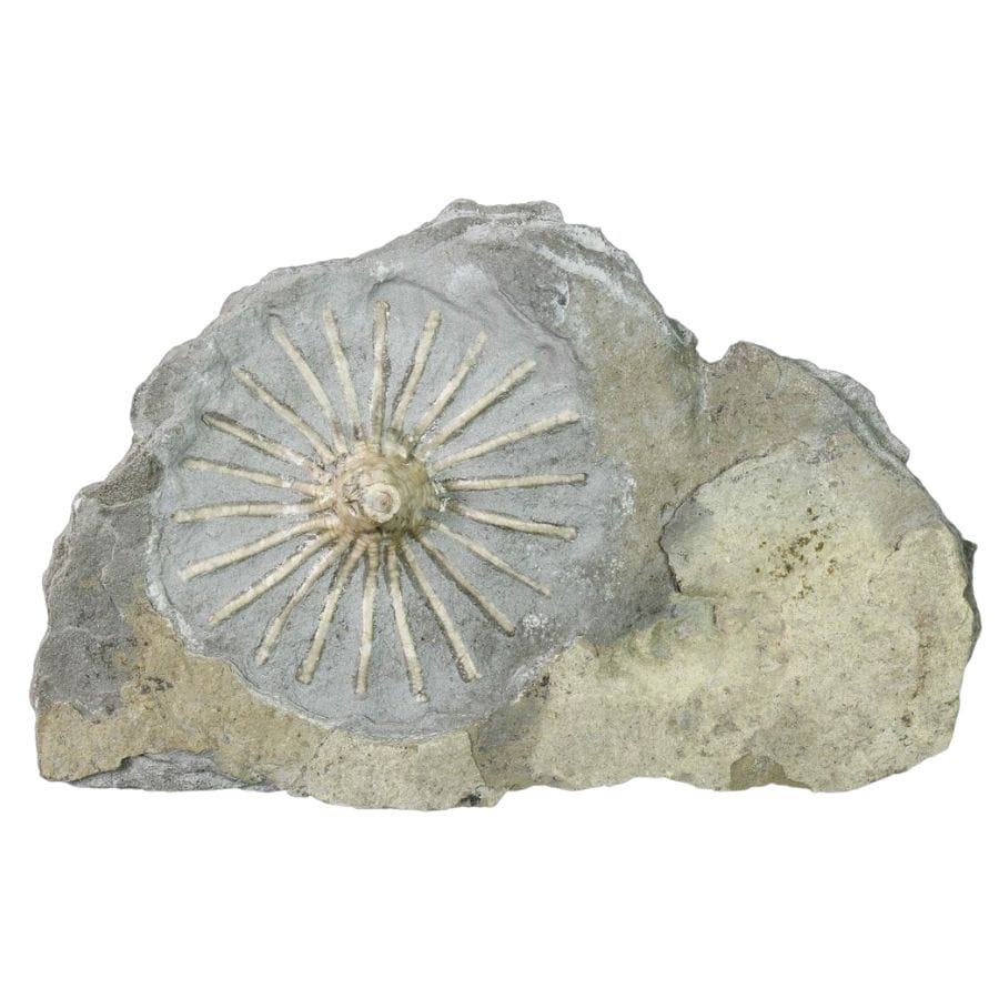 crinoid fossil with splayed arms