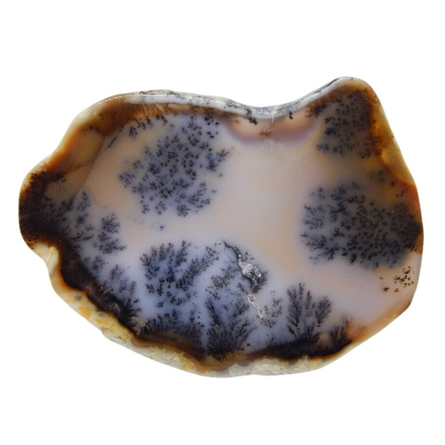 dendritic agate slab with rock crust, translucent white base, and black dendrites