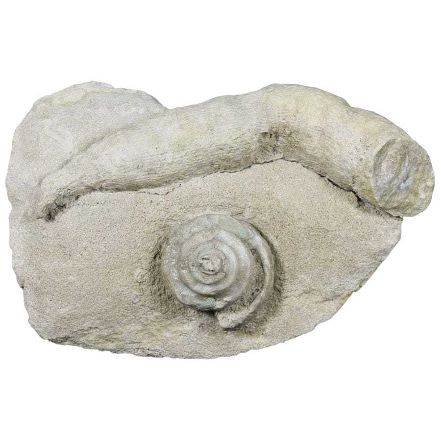 gastropod and coral fossils on a gray rock
