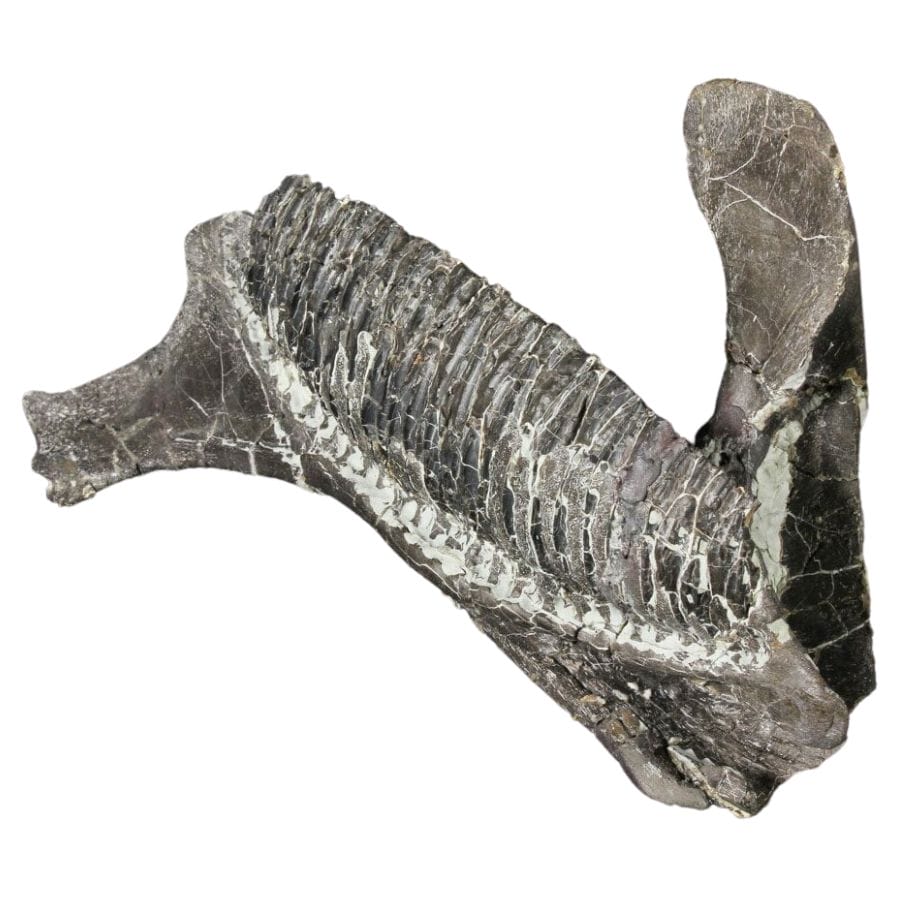 hadrosaurus bone fragment