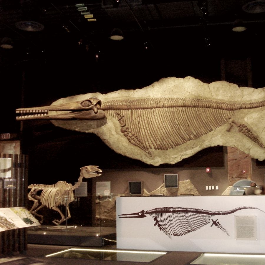 museum display of a fossil of a Shonisaurus, a kind of ichthyosaur found in Nevada