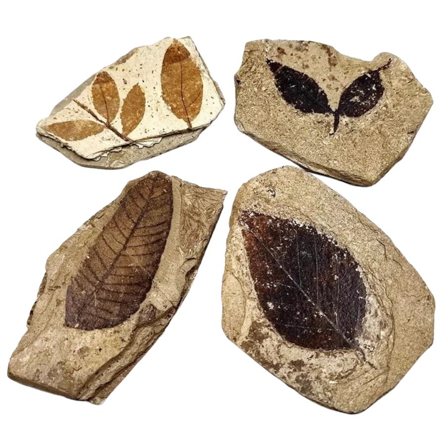 leaf impressions on four pieces of rock