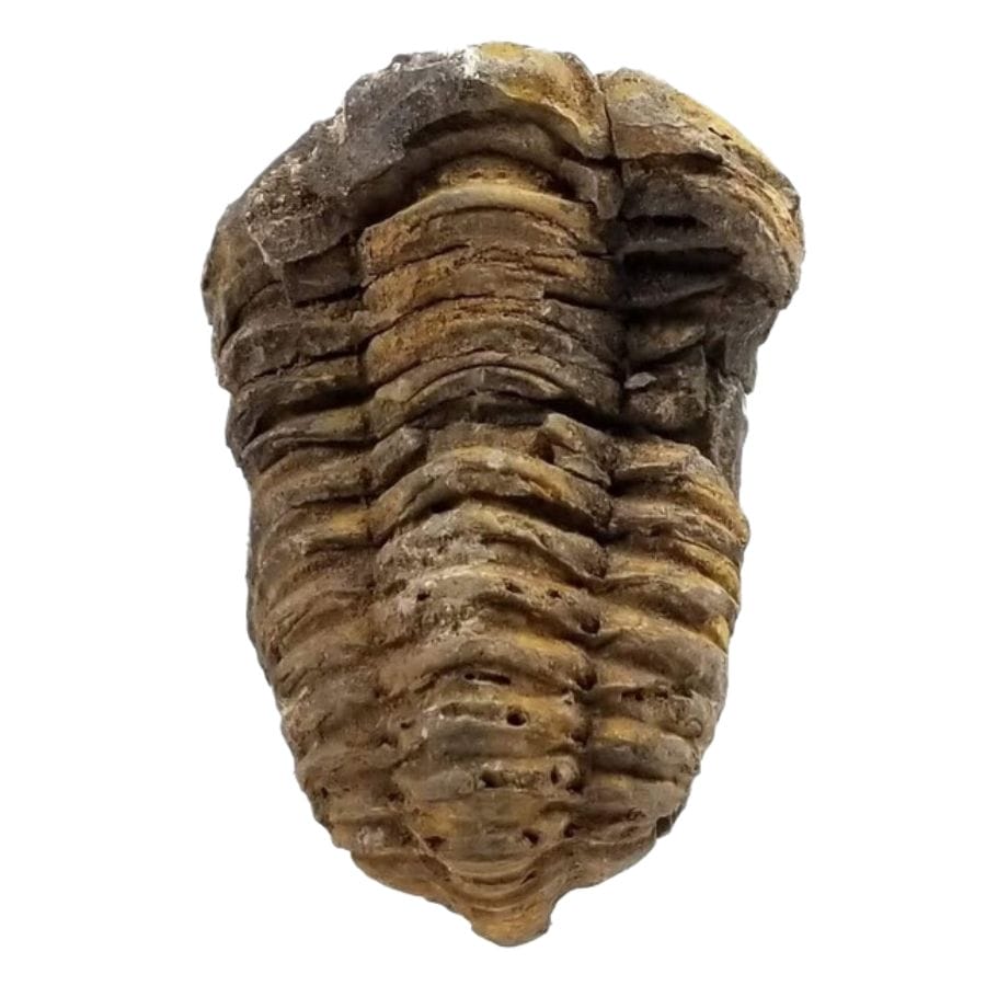 trilobite fossil with visible ridges
