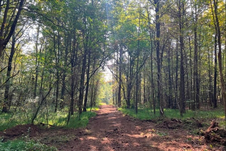 A country road surrounded by tall trees at Blue Mountain