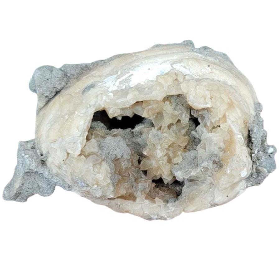 Fossilized calcite clam found at Ruck's Pit Quarry in Florida