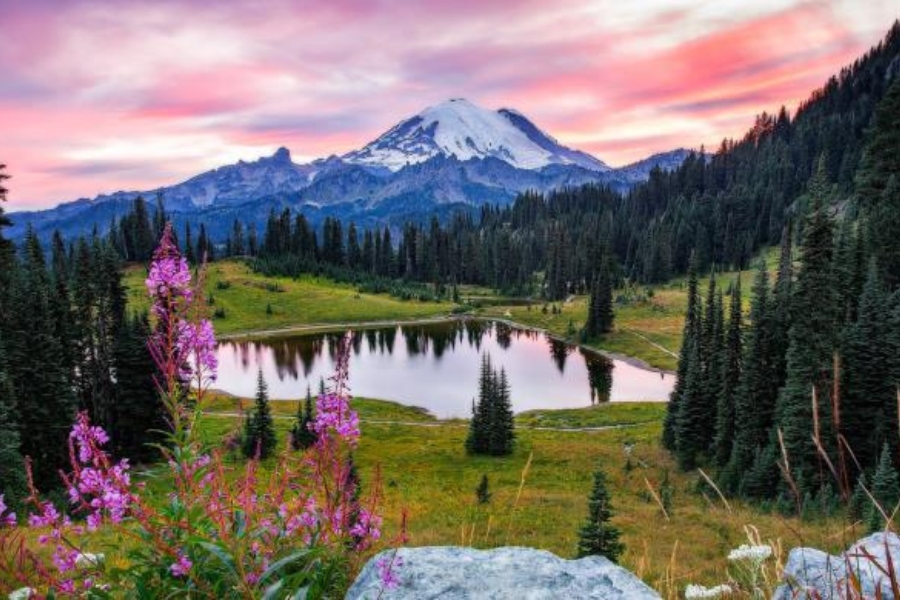 A breathtaking scenic view at the Chinook Pass with flowers in bloom