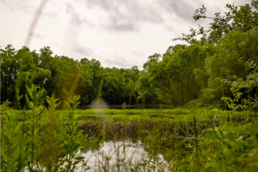 A lush forest with shallow creek at Claiborne County