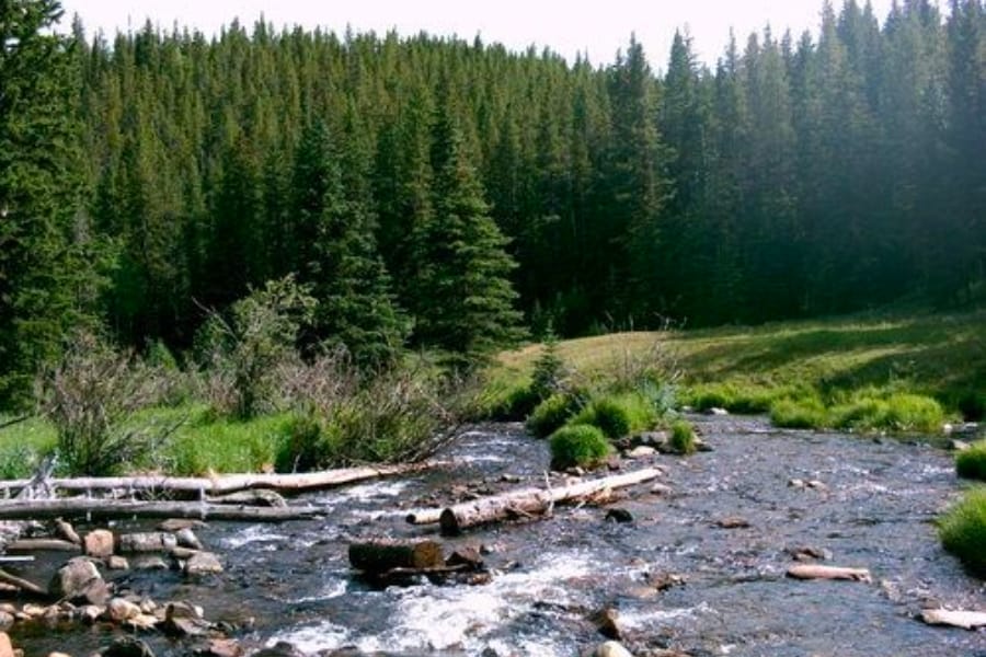 A look at the hallow waters of the Crazy Woman Creek surrounded by lush forest