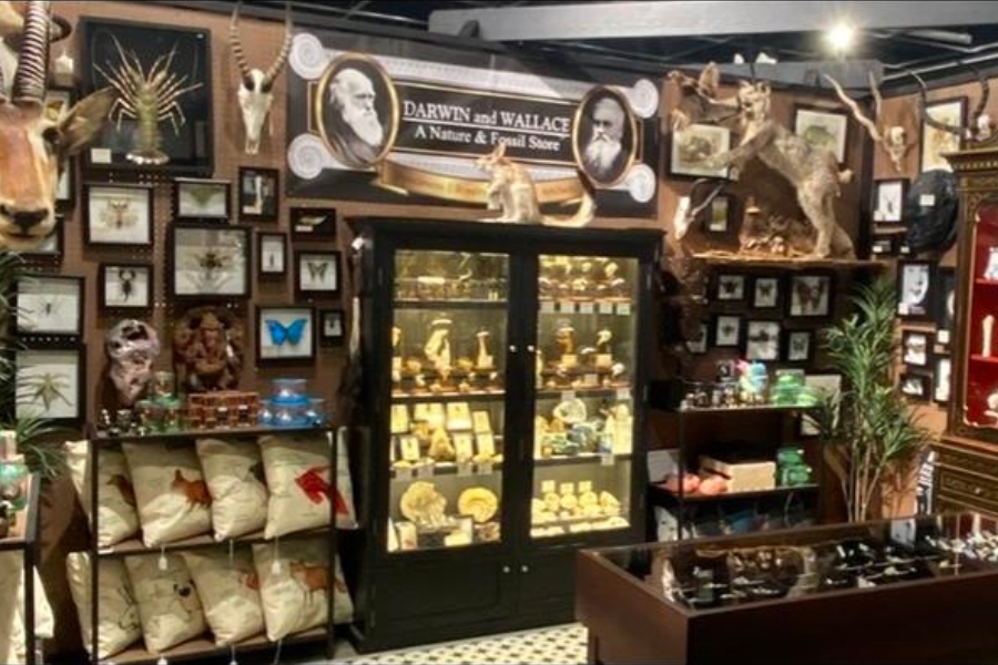 A look at the show room of Darwin and Wallace: A Nature & Fossil Store